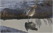 Richard Gaskin - curlew